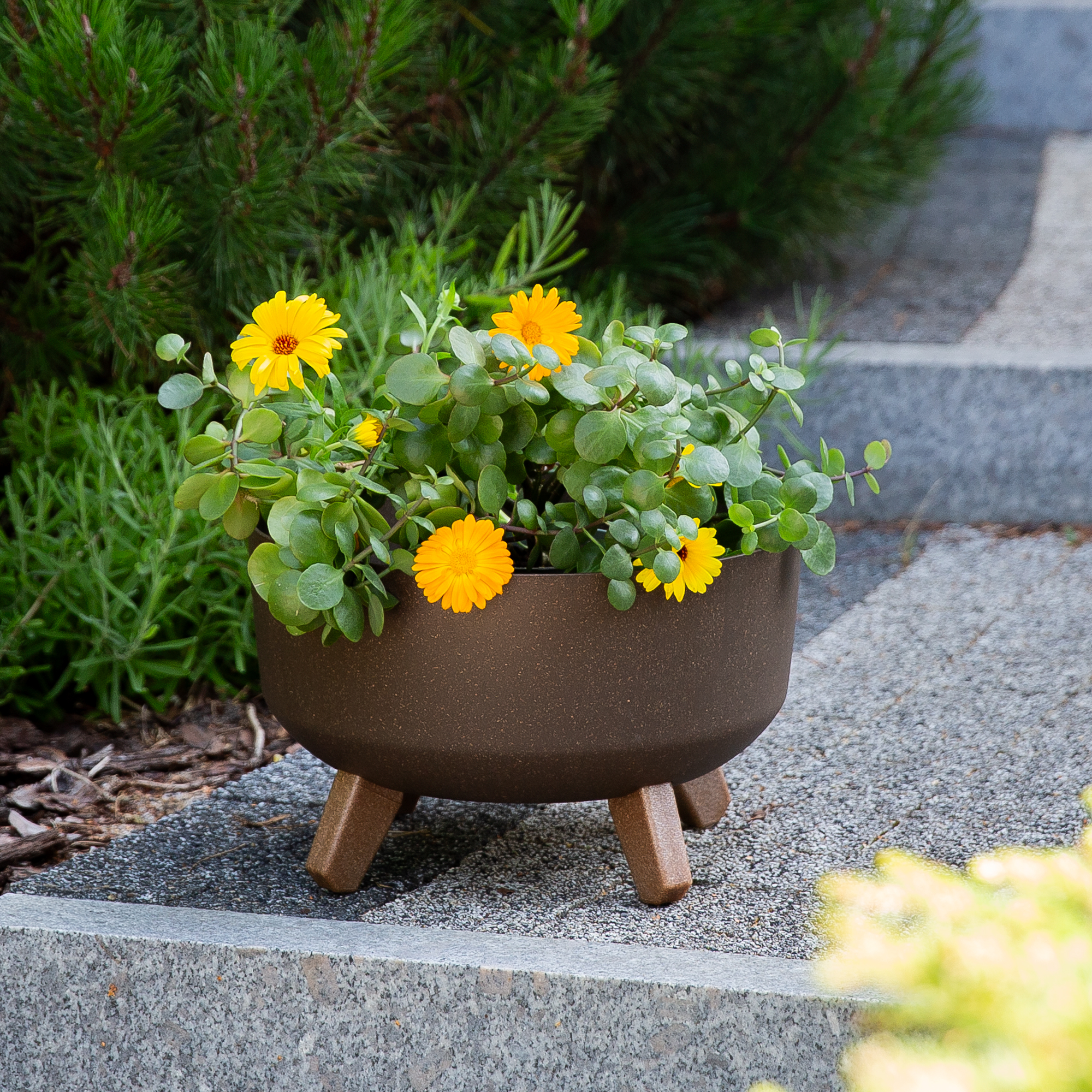 Blumentopf rund  Gracia Low ECO Wood 28,5 cm kaffee PROSPERPLAST