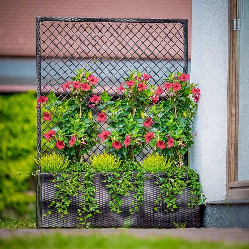 Pflanzkübel mit Rankgitter 100 cm wenge PATIO
