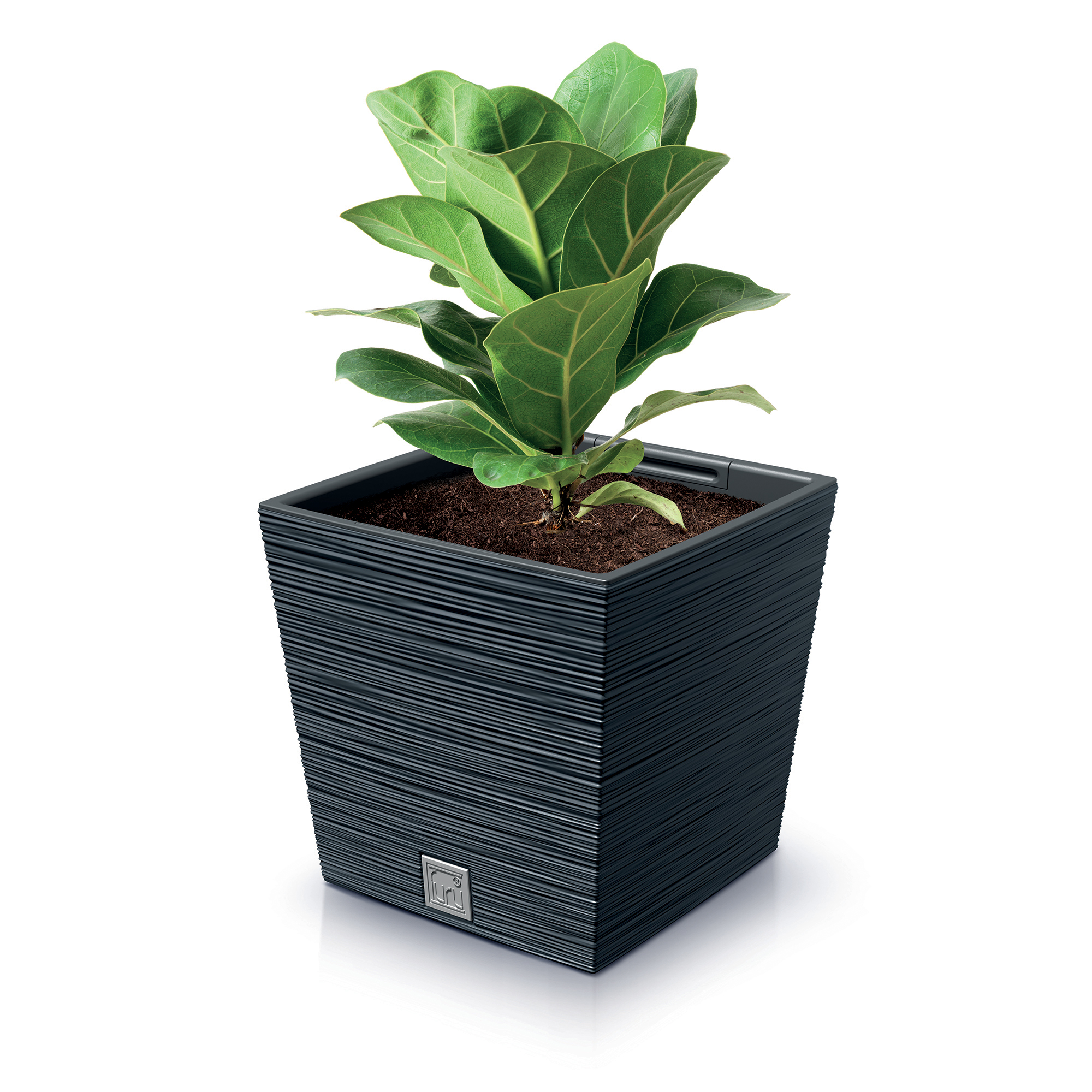 Pflanzkübel quadratisch Furu Square Low 24 cm anthrazit PROSPERPLAST